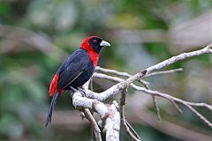 Crimson-collared Tanager